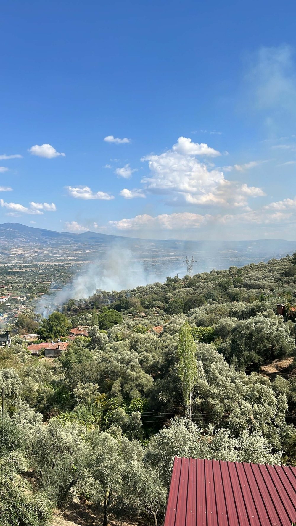Zeytinlikte çıkan yangın  8 dönümlük alanı küle çevirdi