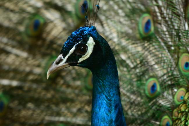 Ormanya Neresidir? 10