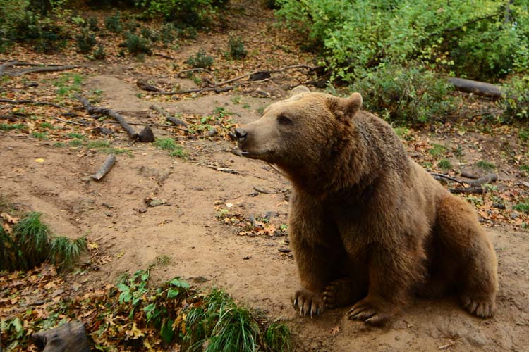 Ayılar ve İnsanlar 1