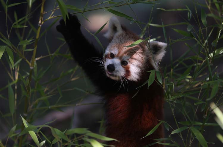 Uluslararası Kırmızı Panda Günü 1