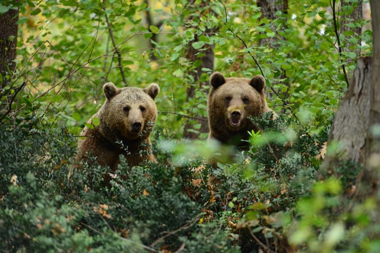 Ayılar ve İnsanlar 4