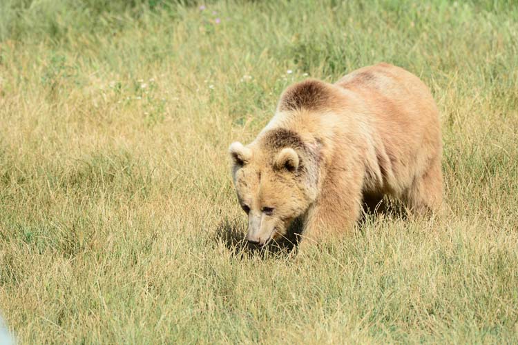 Ayılar ve İnsanlar 3