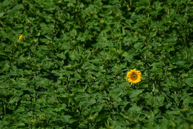 Yerel Olan Evrenseldir (4) 3