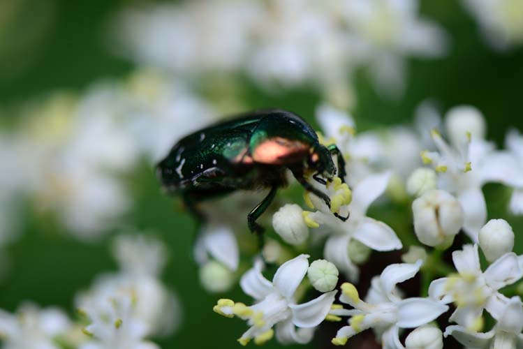 Ormanya Gelişerek Büyüyor 2