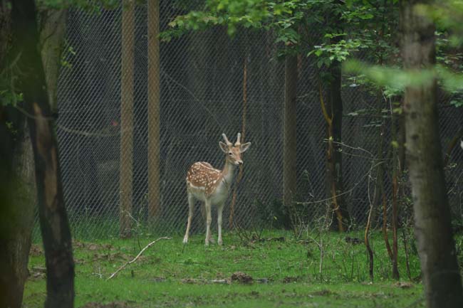 Ormanya Neresidir? 1