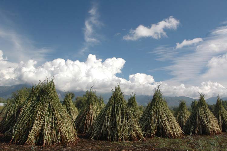 Yerel Olan Evrenseldir (1) 1