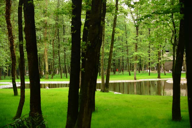 Ormanya Neresidir? 14