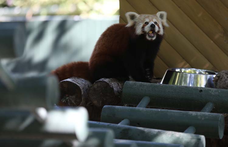 Uluslararası Kırmızı Panda Günü 3
