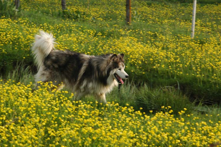 Köpekler Sayı Sayabilirler mi? 5