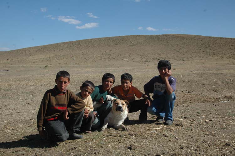 Köpekler Sayı Sayabilirler mi? 4