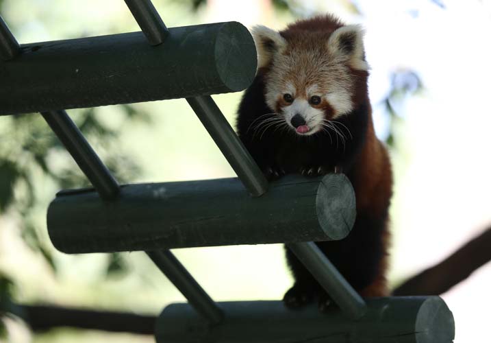 Uluslararası Kırmızı Panda Günü 10
