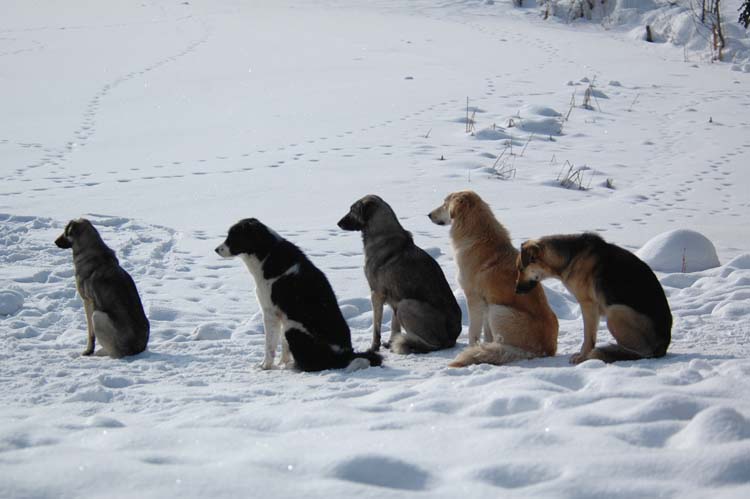 Köpekler Sayı Sayabilirler mi? 1