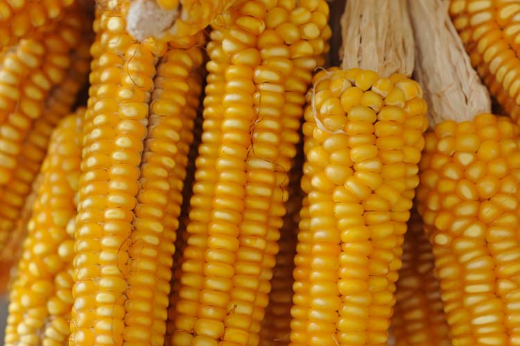 Yerel Olan Evrenseldir (2) 4