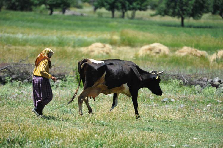 Bolu Doğası ve İklim 3