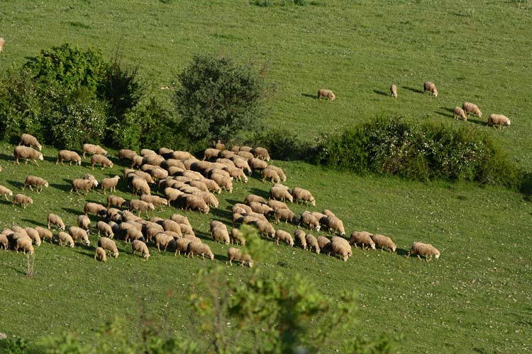 Yerel Olan Evrenseldir (4) 1