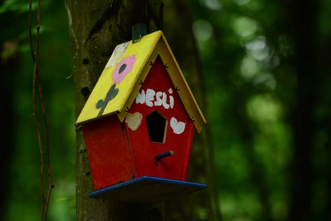 Ormanya Neresidir? 11