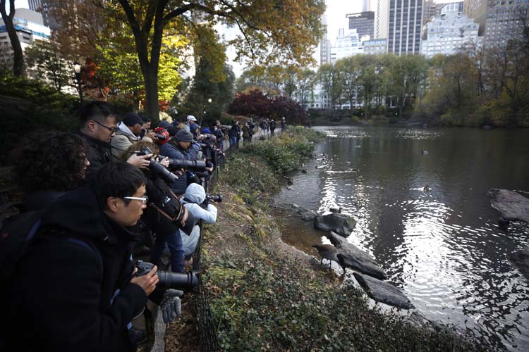 Mandarin Ördeği 15