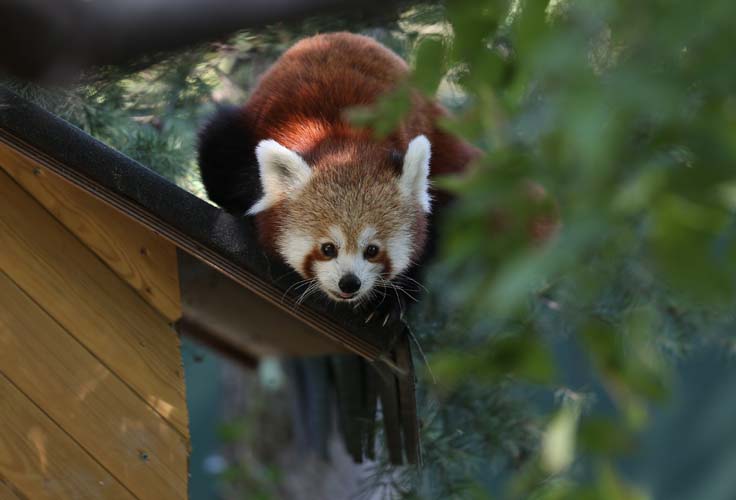 Uluslararası Kırmızı Panda Günü 5