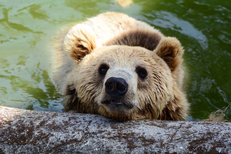 Ayılar ve İnsanlar 2