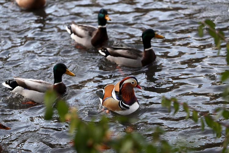 Mandarin Ördeği 11