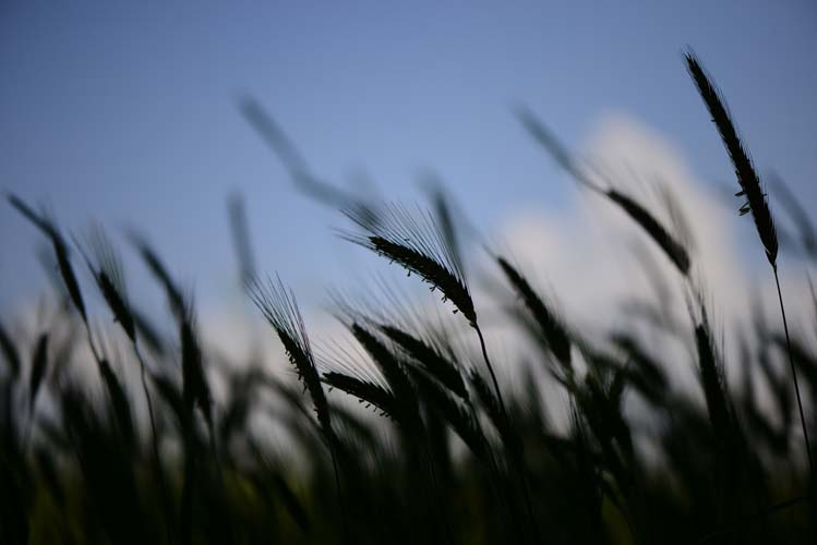 Yerel Olan Evrenseldir (2) 7