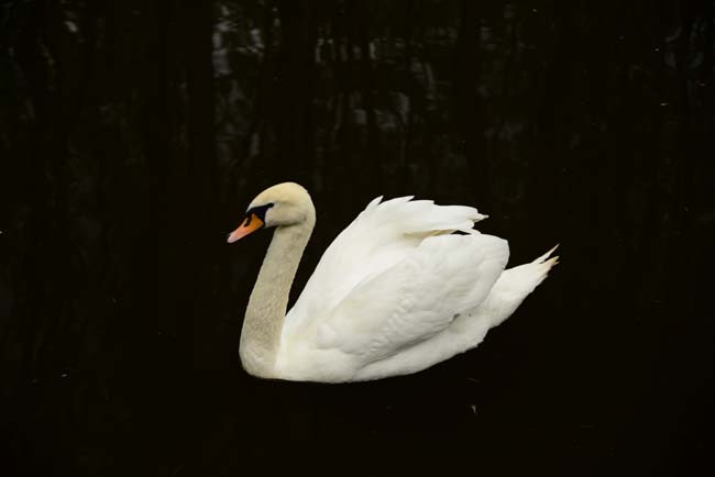 Ormanya Neresidir? 16