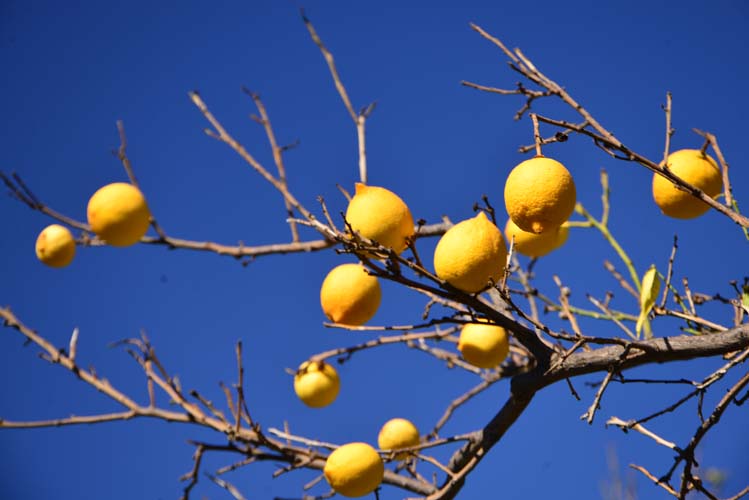 Yerel Olan Evrenseldir (2) 6