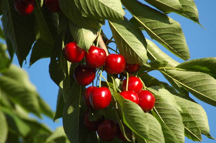 Yerel Olan Evrenseldir (1) 2