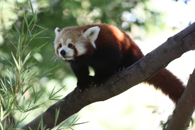 Uluslararası Kırmızı Panda Günü 4