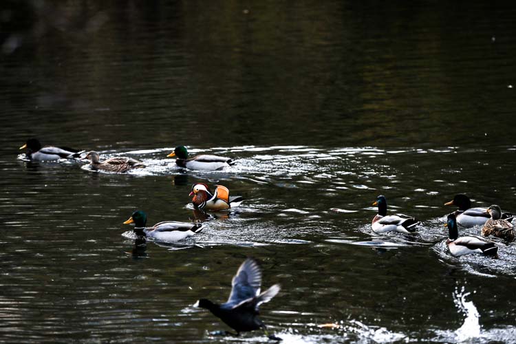 Mandarin Ördeği 10