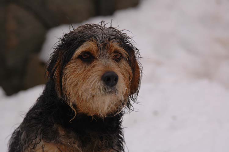 Köpekler Sayı Sayabilirler mi? 2