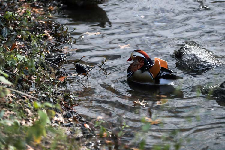 Mandarin Ördeği 13