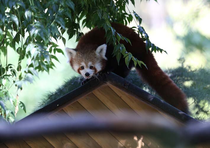 Uluslararası Kırmızı Panda Günü 6