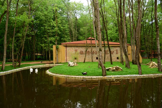 Ormanya Neresidir? 15