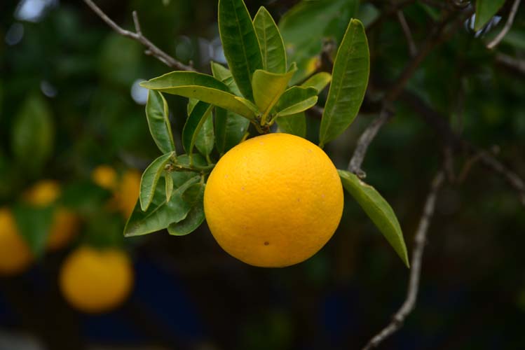 Yerel Olan Evrenseldir (3) 6