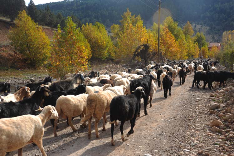 Anamas Coğrafyasının Bileşenleri (2) 7