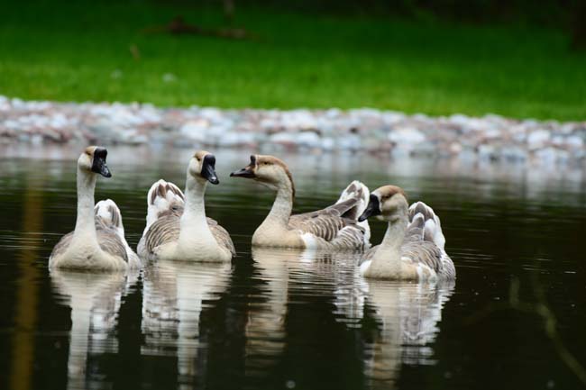 Ormanya Neresidir? 12