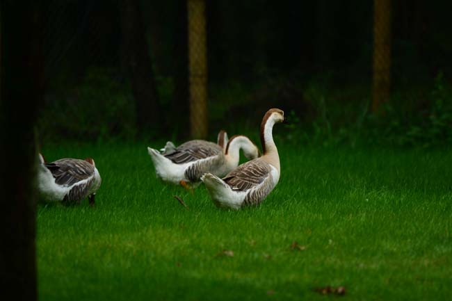 Ormanya Neresidir? 2