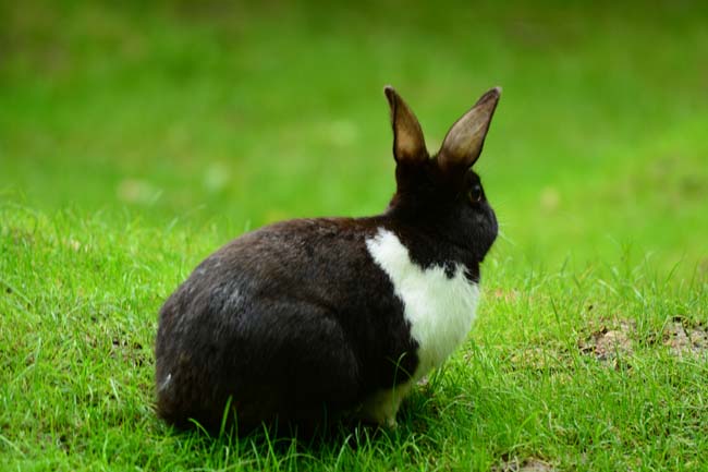 Ormanya Neresidir? 9