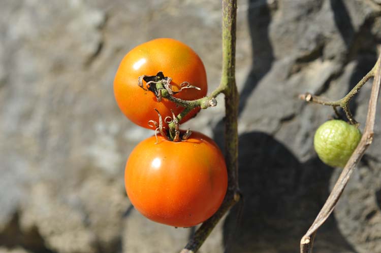 Yerel Olan Evrenseldir (1) 6