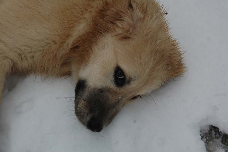 Köpekler Sayı Sayabilirler mi? 3