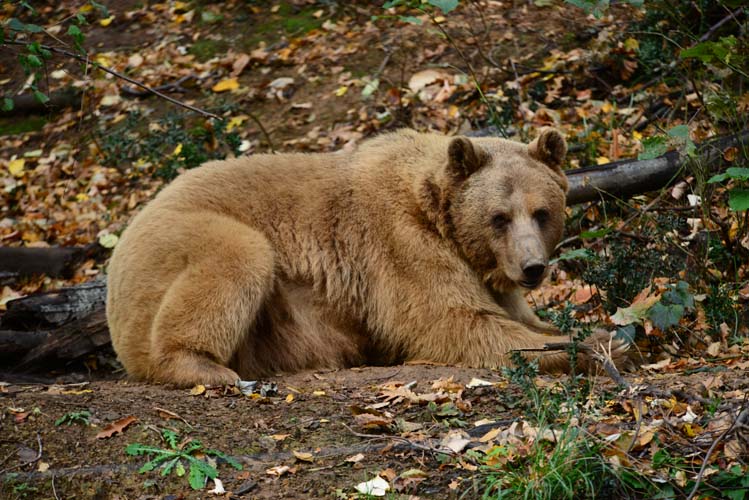 Ayılar ve İnsanlar 5