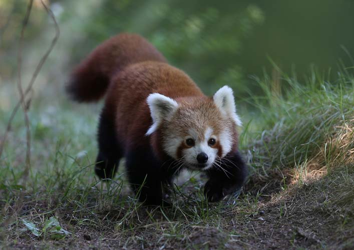 Uluslararası Kırmızı Panda Günü 8
