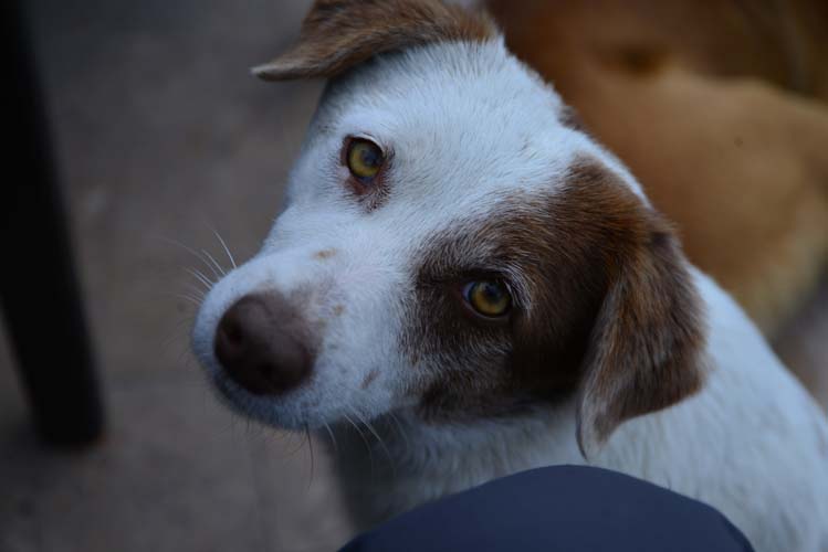 Köpekler Sayı Sayabilirler mi? 7