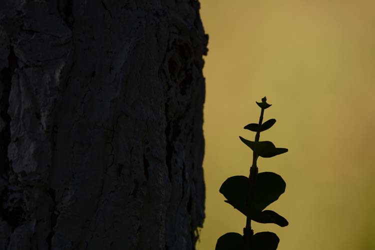 Ormanya Gelişerek Büyüyor 1