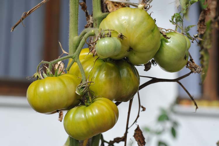 Yerel Olan Evrenseldir (4) 5