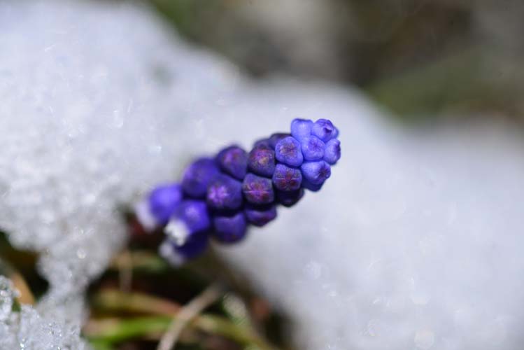 Ormanya Gelişerek Büyüyor 3