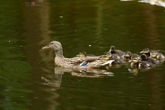 Ormanya Neresidir? 4