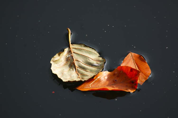 Bolu Doğası ve İklim 2