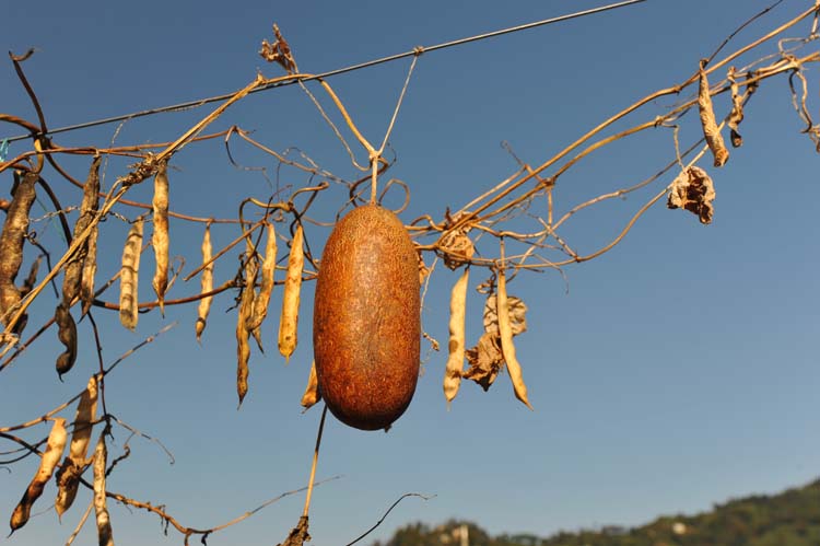 Yerel Olan Evrenseldir (4) 4